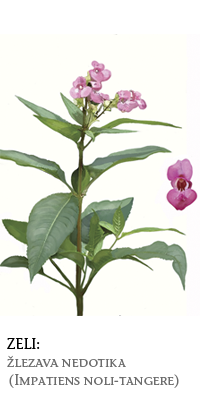 tujerodne rastline